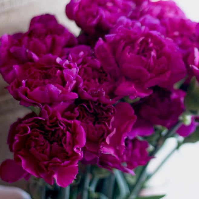 fuchsia carnation flower