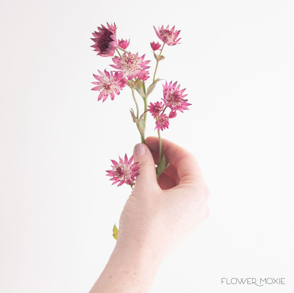 Burgundy Astrantia Flower
