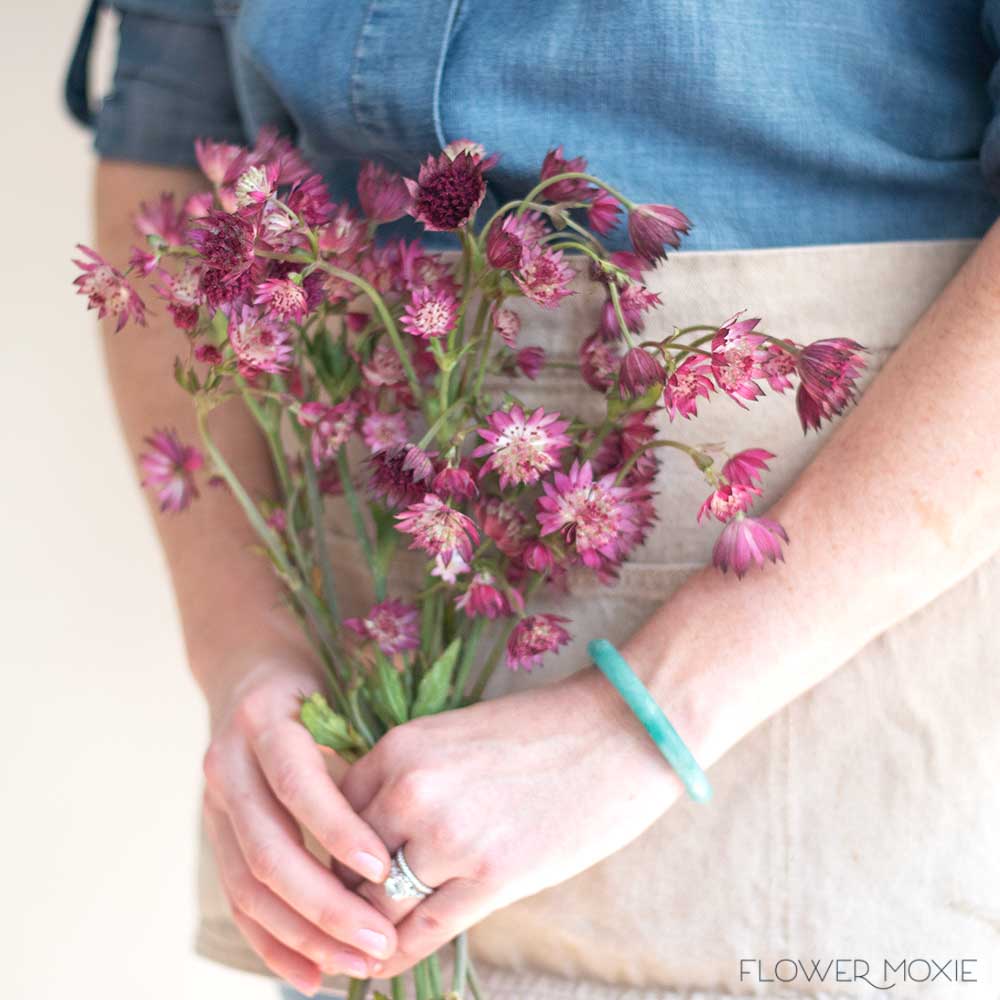 Burgundy Astrantia Flower
