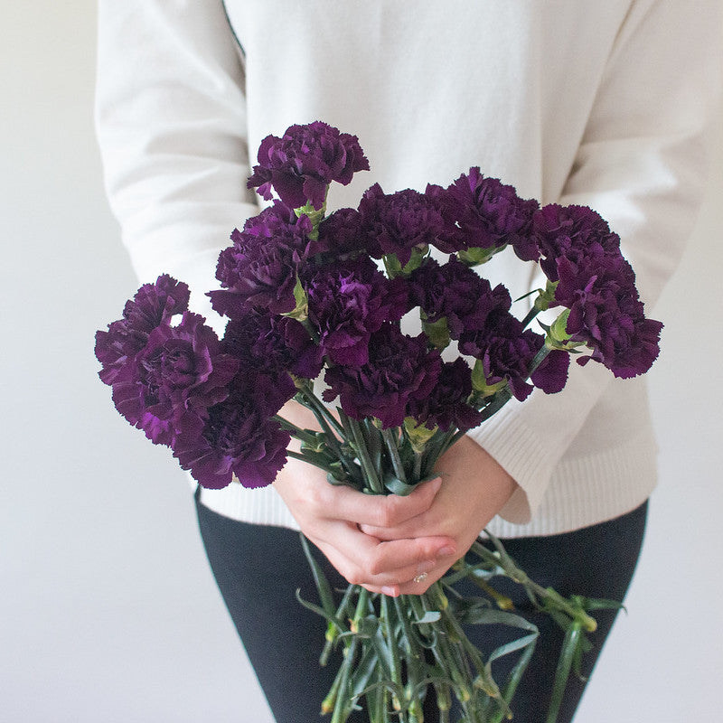 Dark Purple Carnation Flower