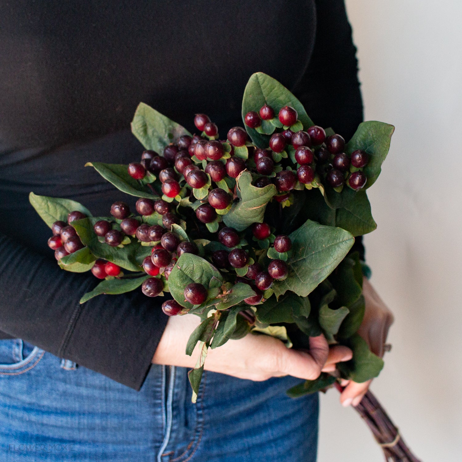 Burgundy Hypericum Berries
