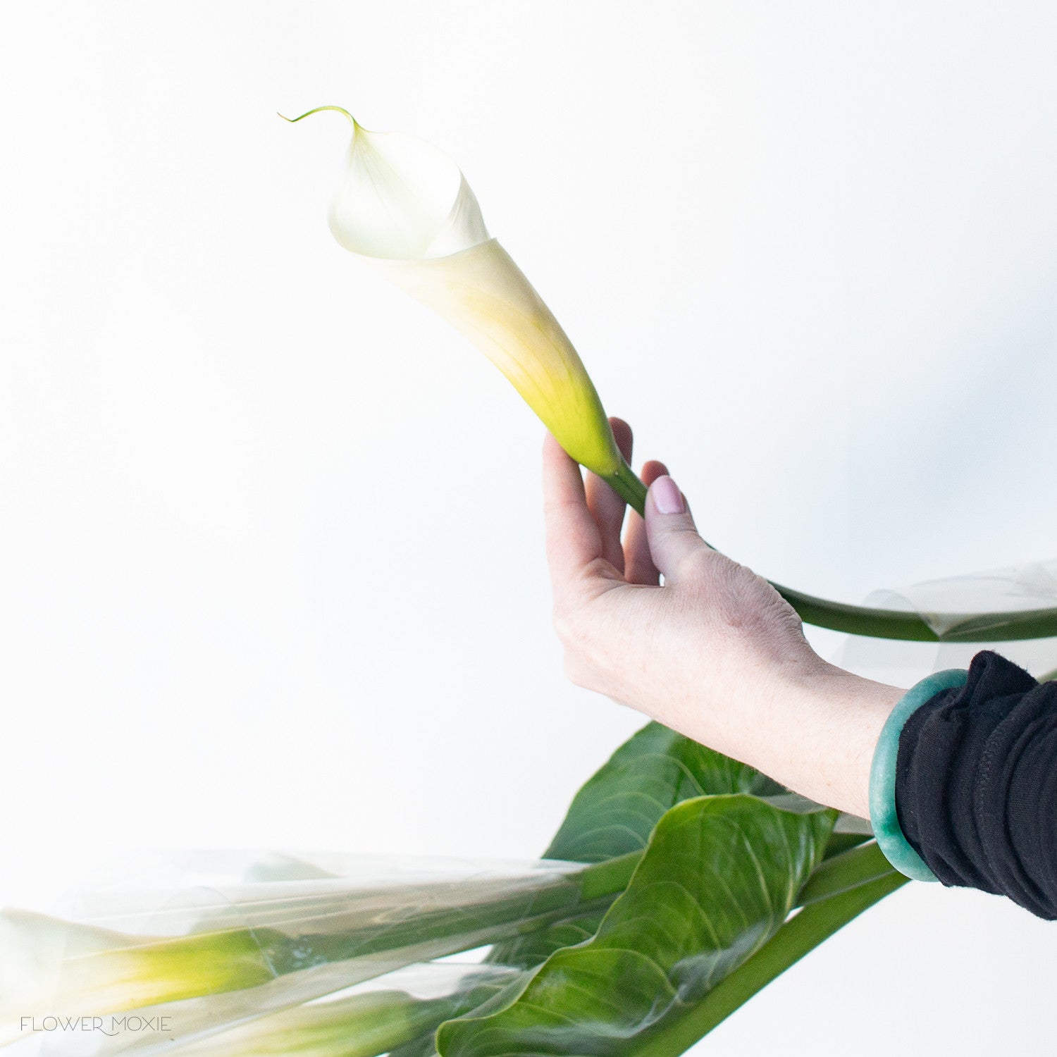 White Standard Calla Lily Flower