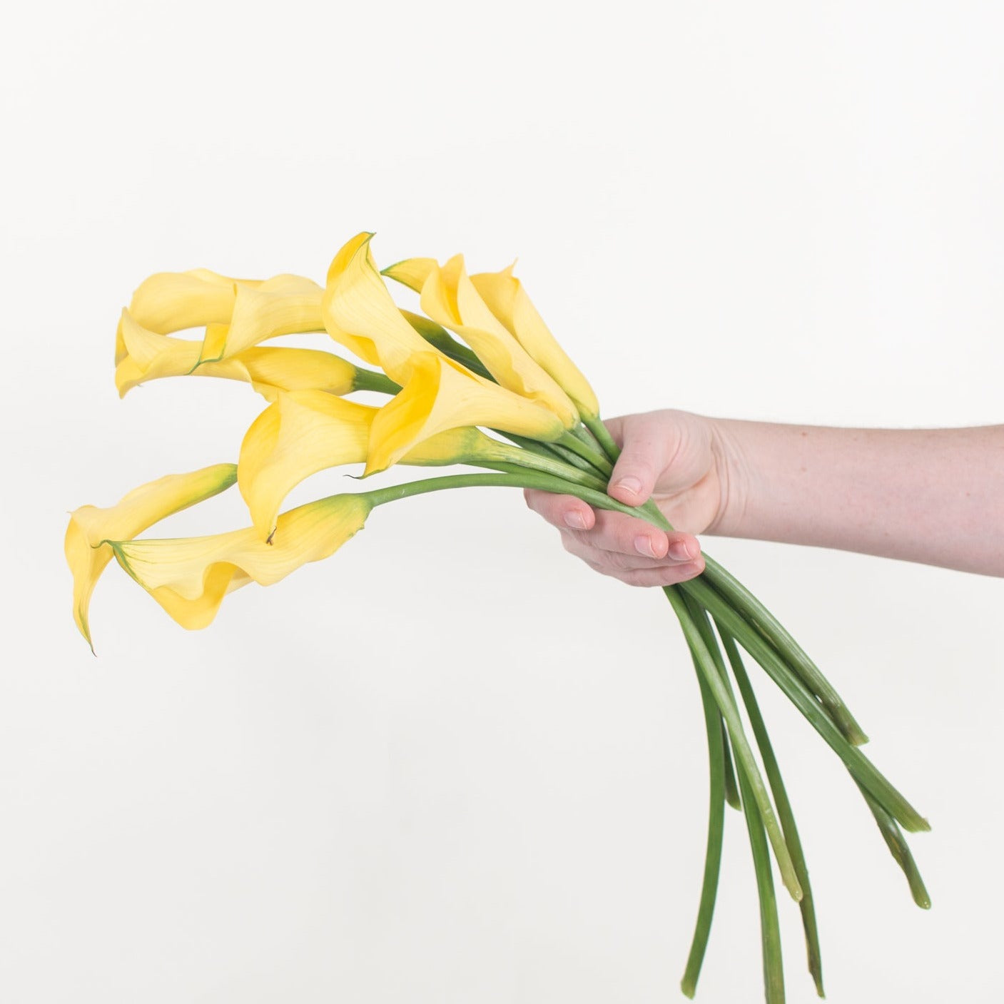 yellow calla lily flower