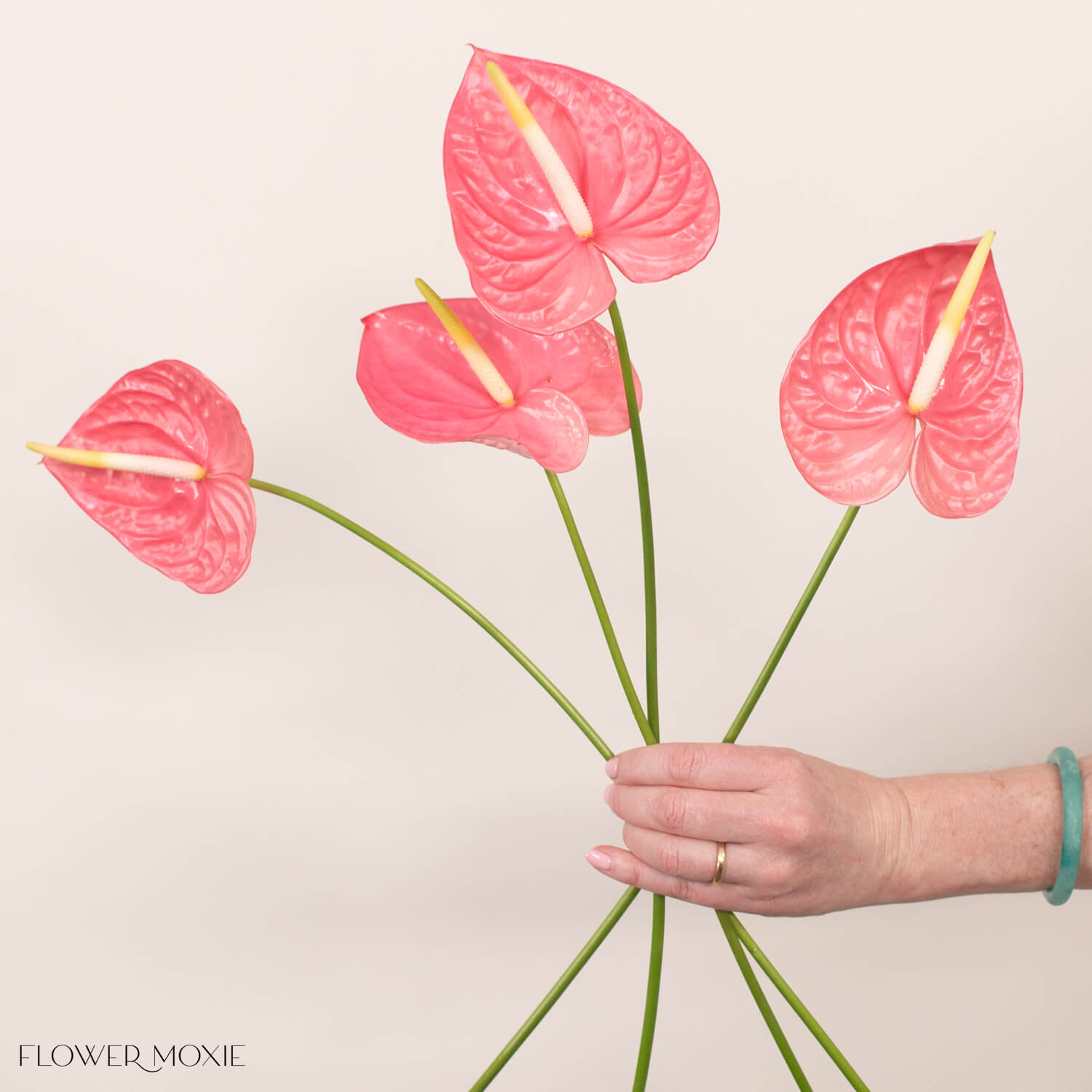 Pistache and Pink Mix Anthurium Mixed Box