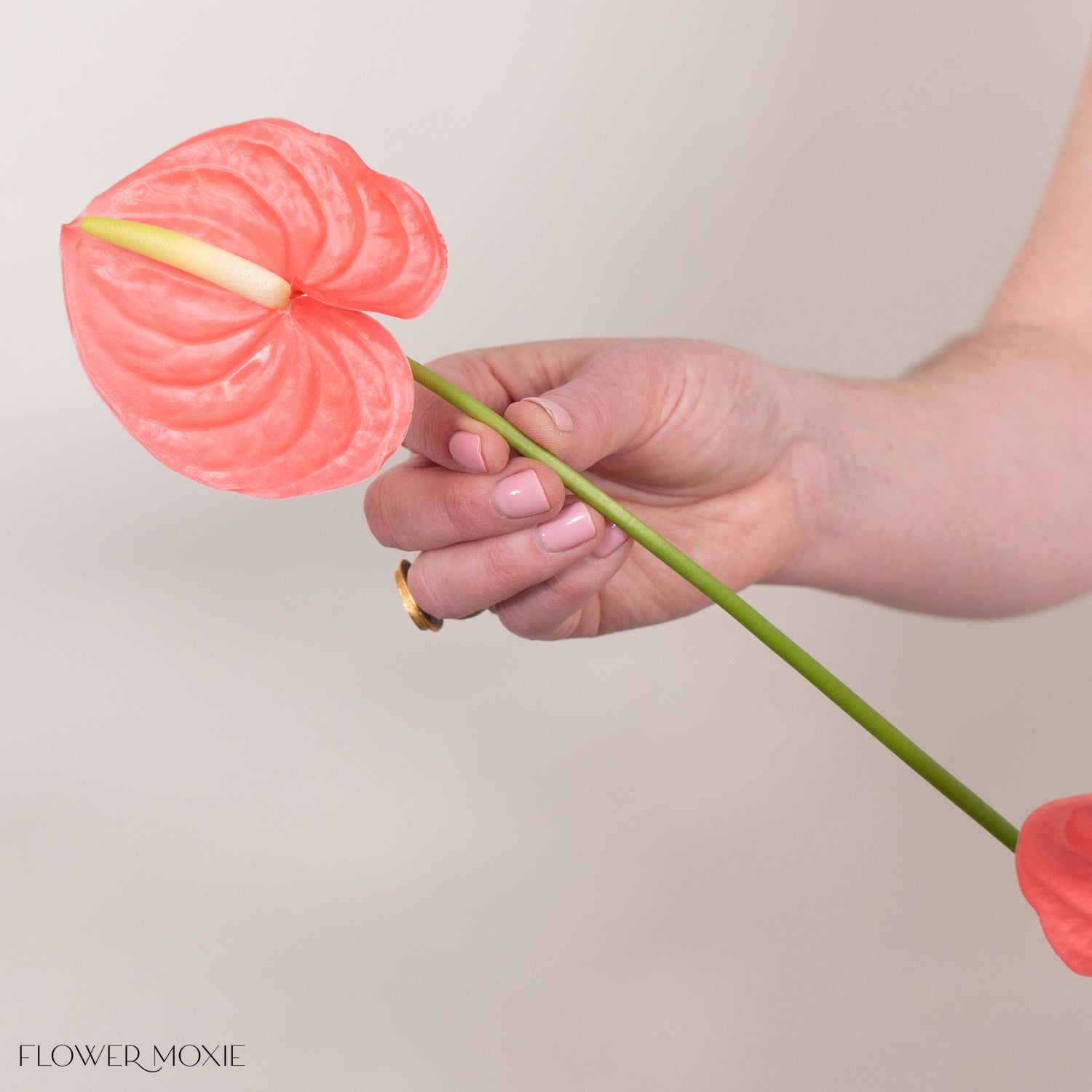 Pink Mix Anthurium 