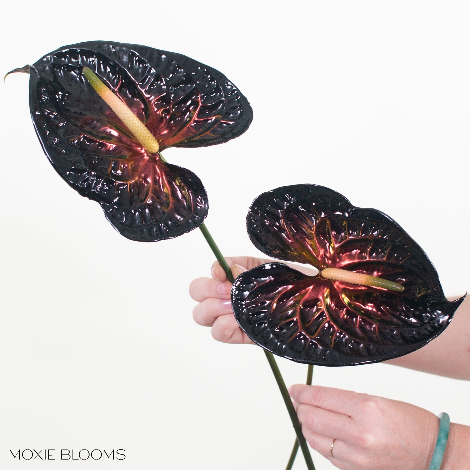 Haus of Stems Anthurium - Wicked