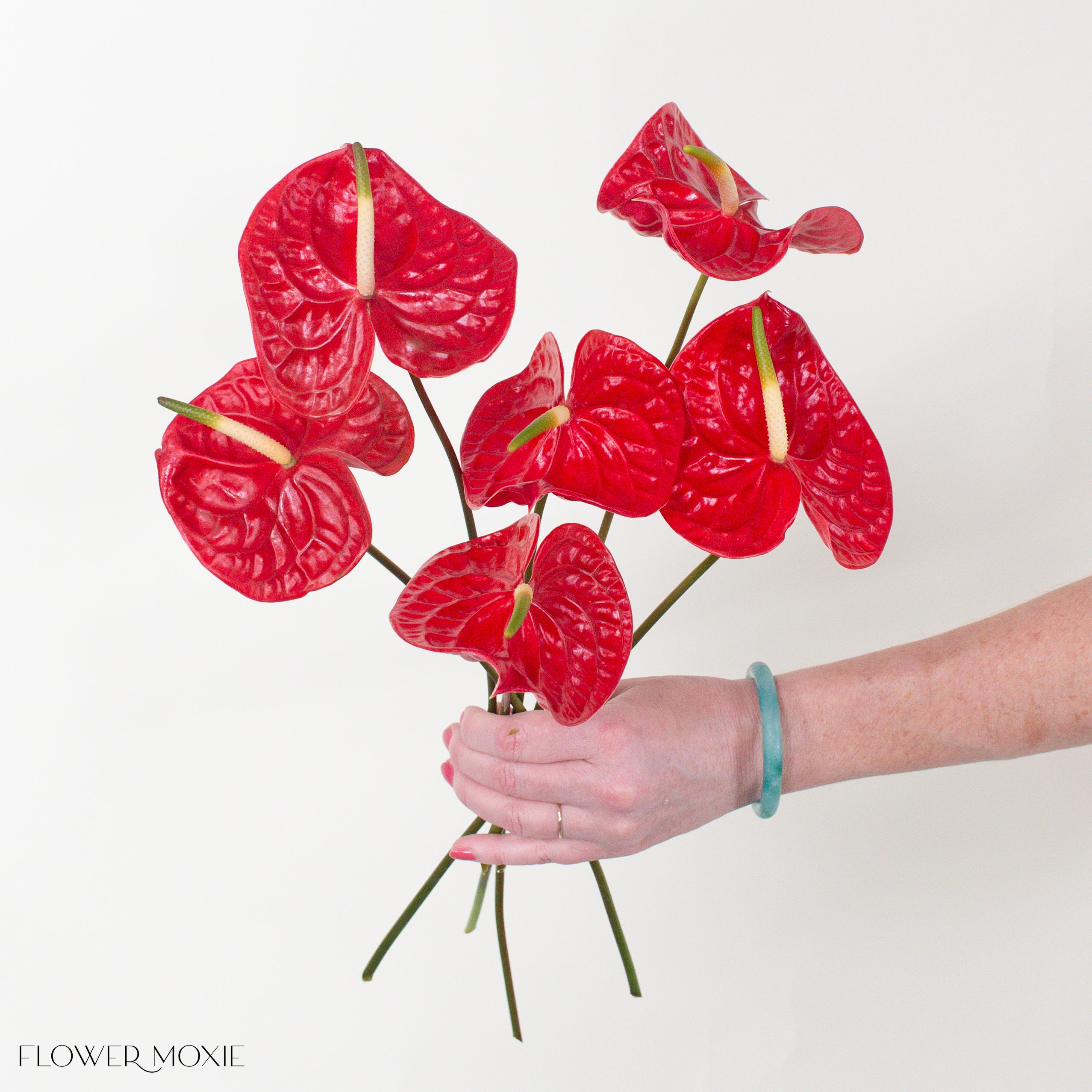 Calisto Red Anthurium