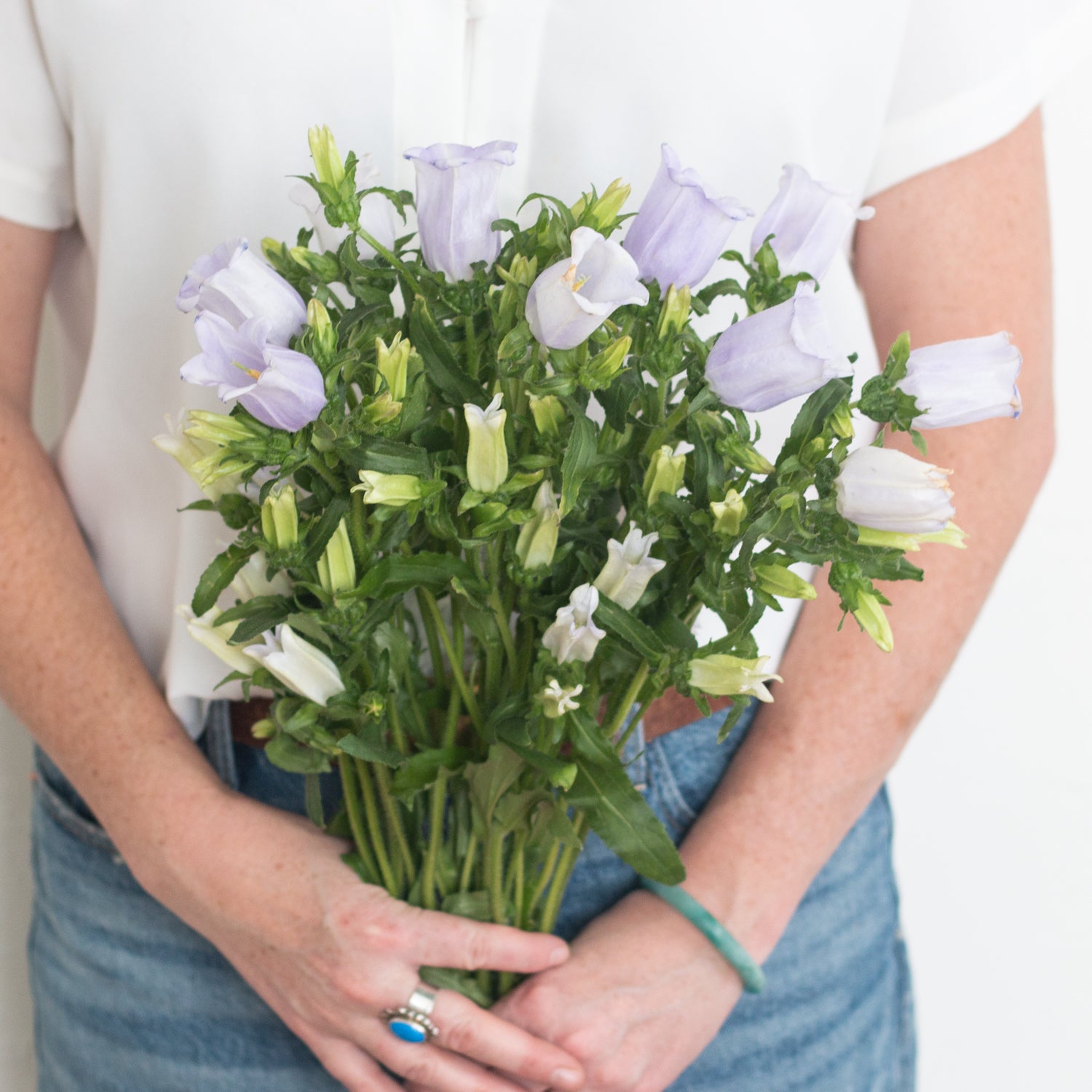 lavender campanula flower