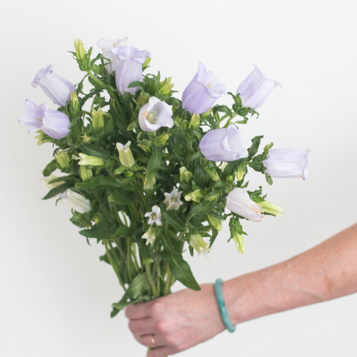 lavender campanula flower