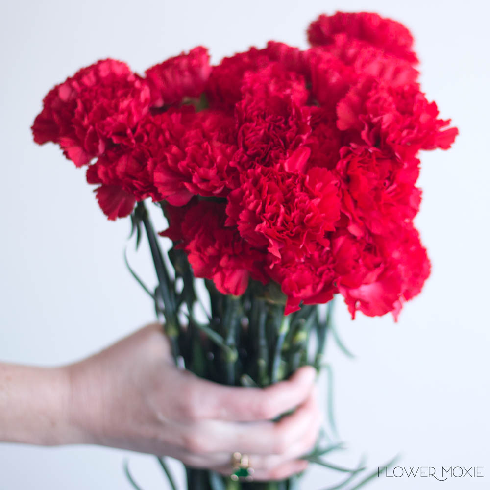 Red Carnation Flower