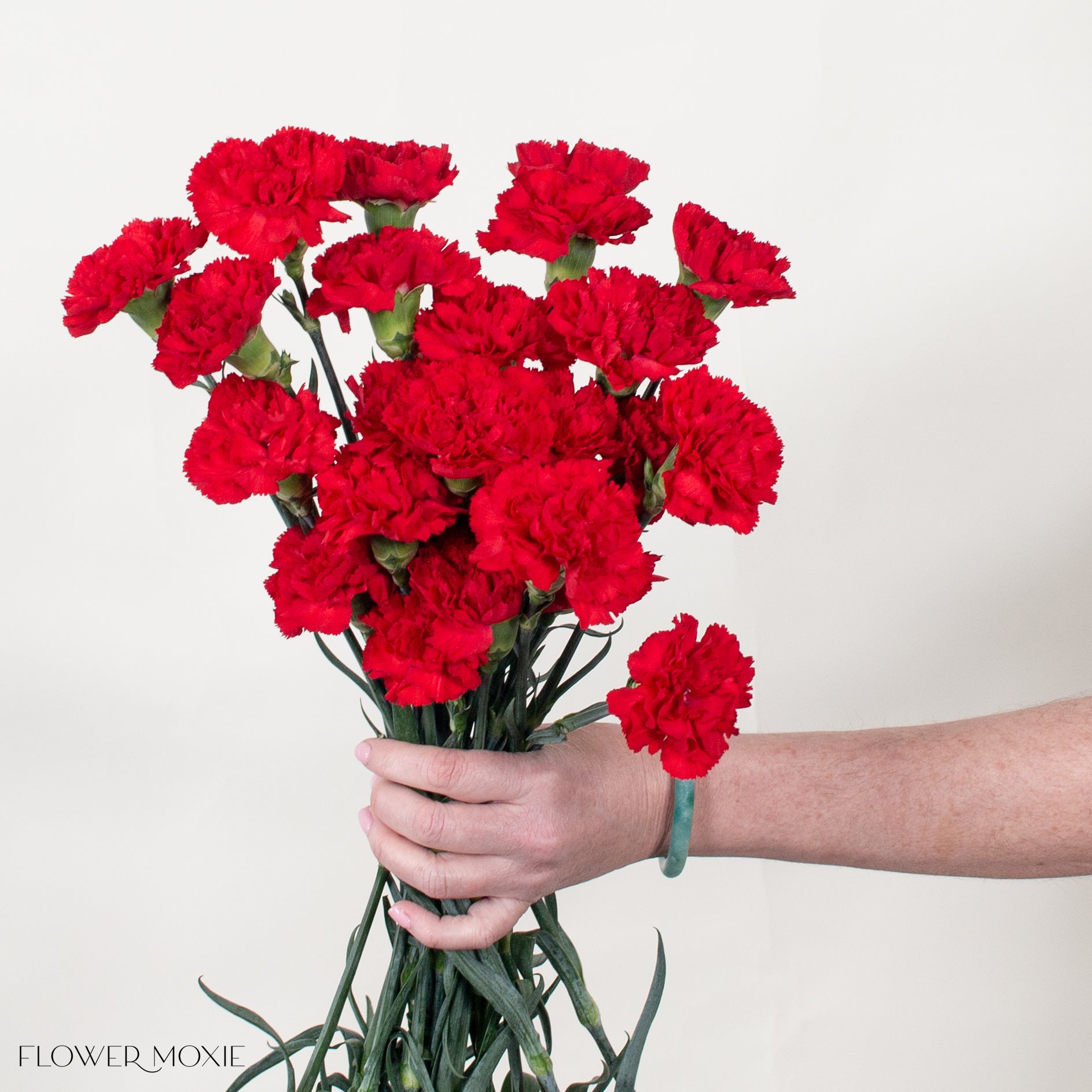 Red Carnation Flower