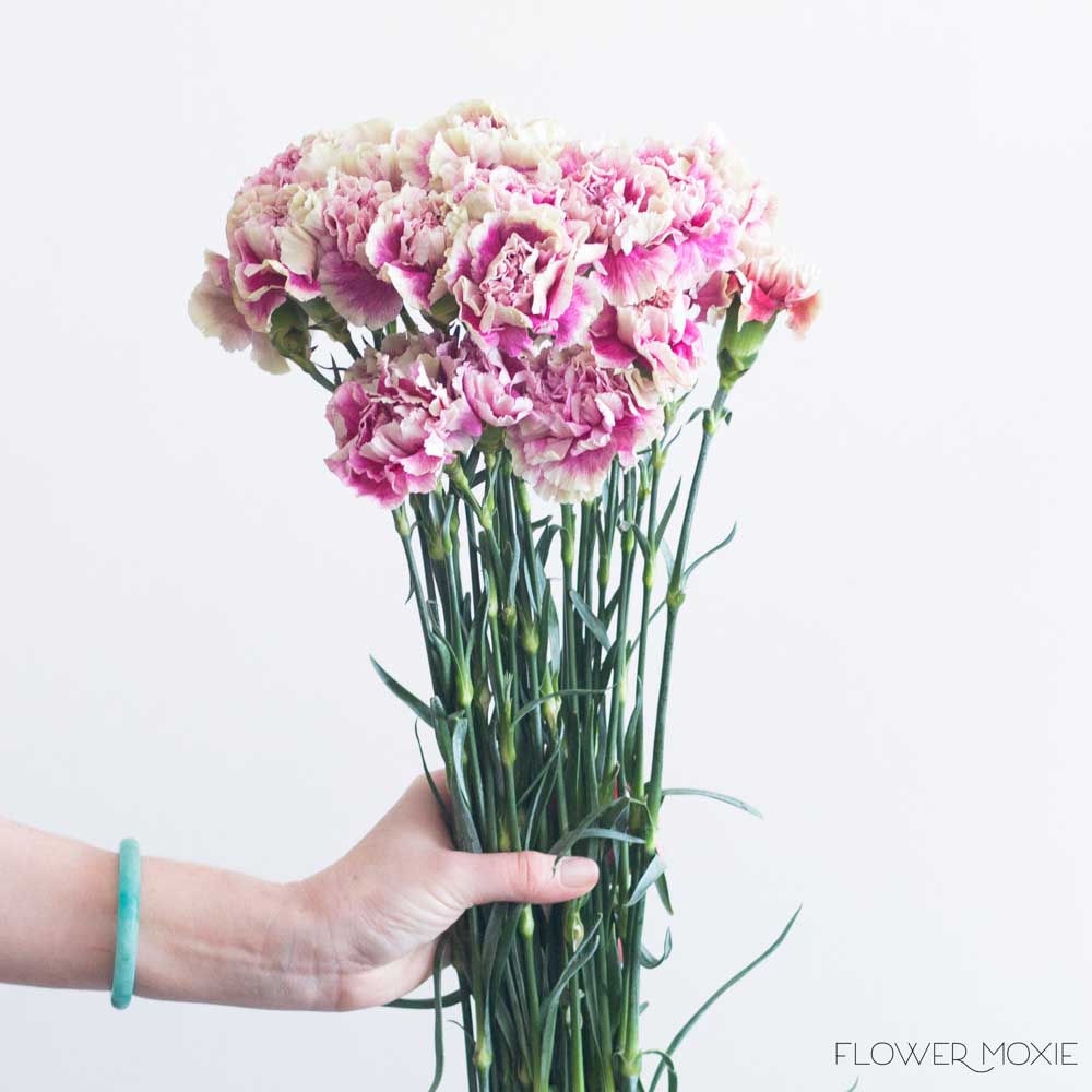 Fancy Antigua Pink Carnation Flower