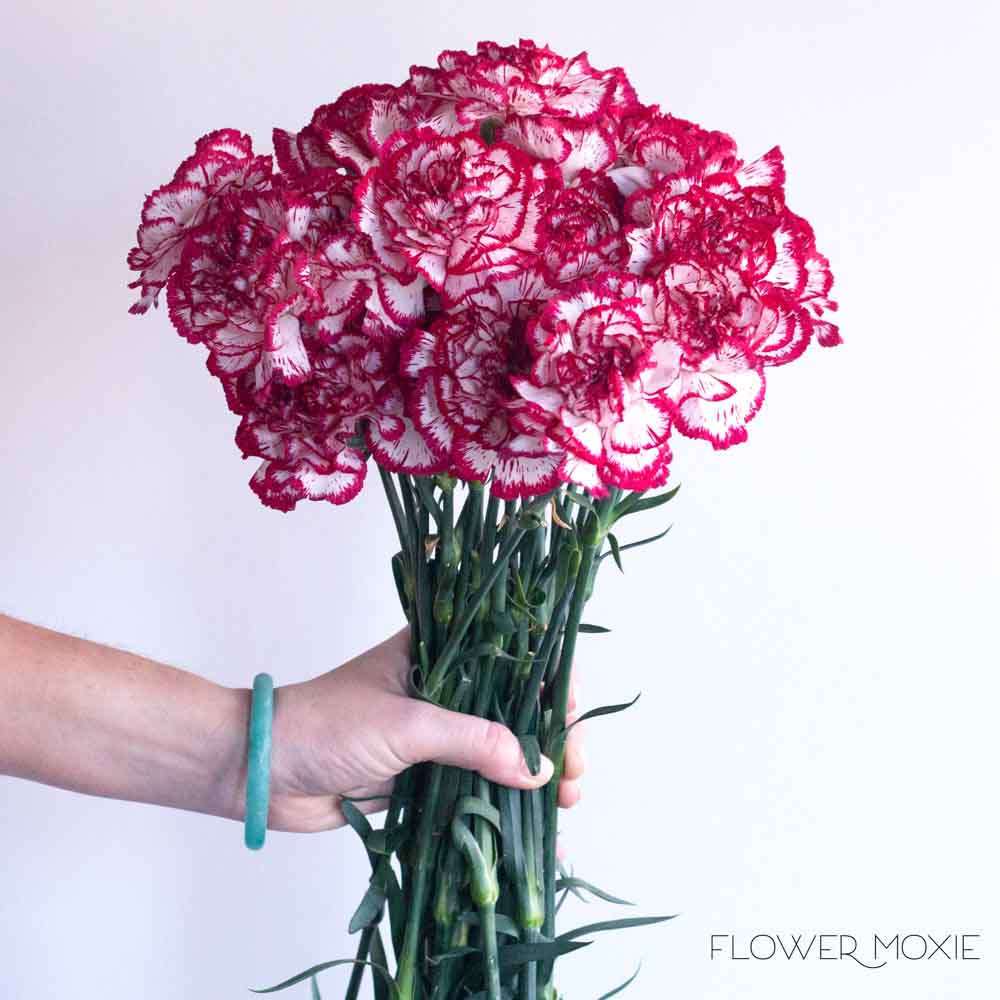 Olympia Burgundy Carnation Flower