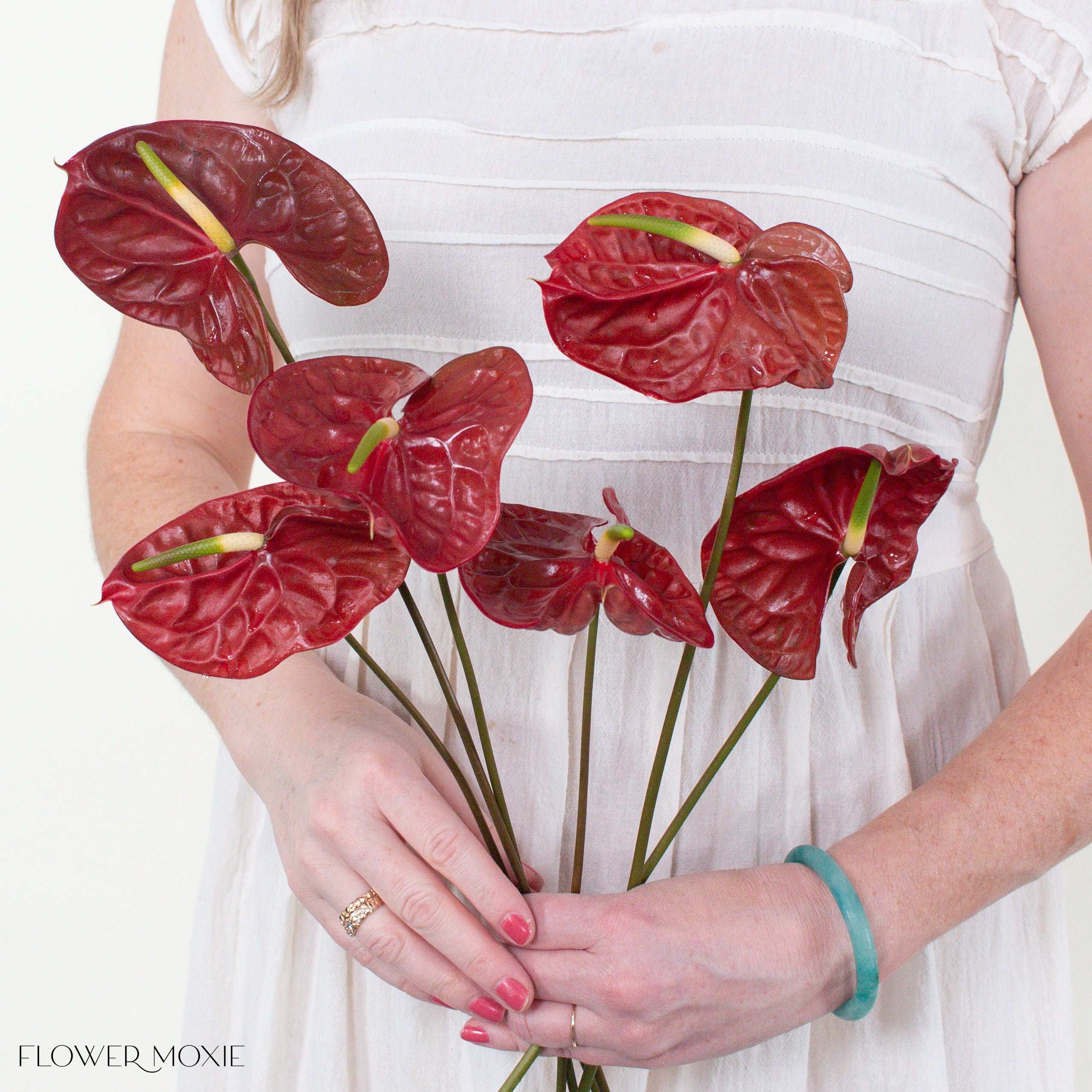 Choco Dark Burgundy Anthurium