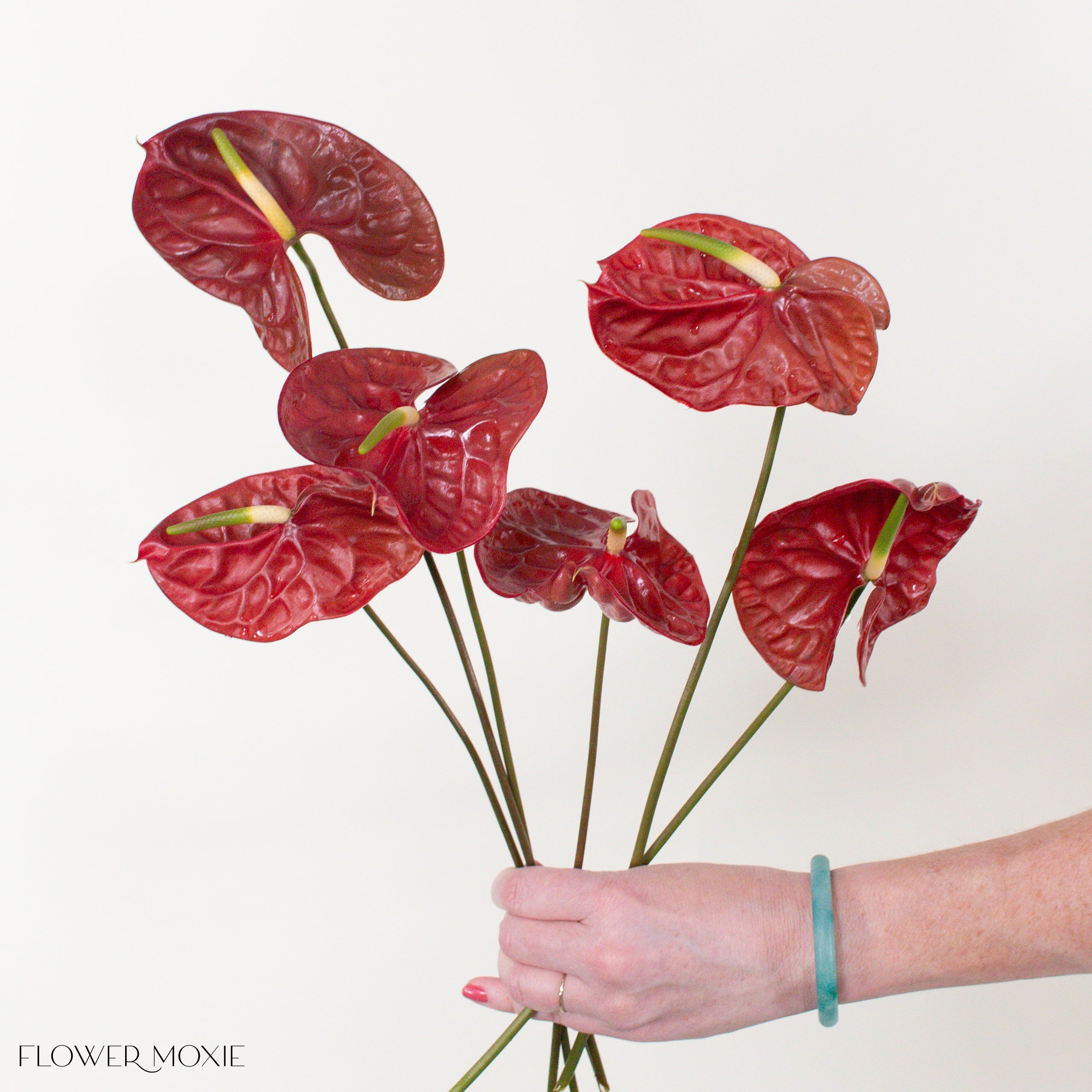 Choco Dark Burgundy Anthurium