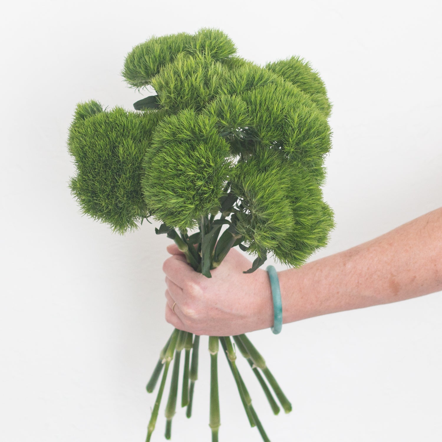 green trick dianthus flower