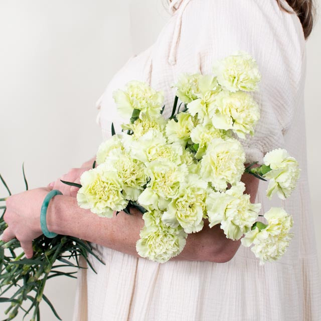 Green Carnation Flower