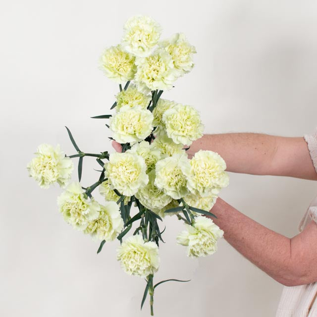 Green Carnation Flower