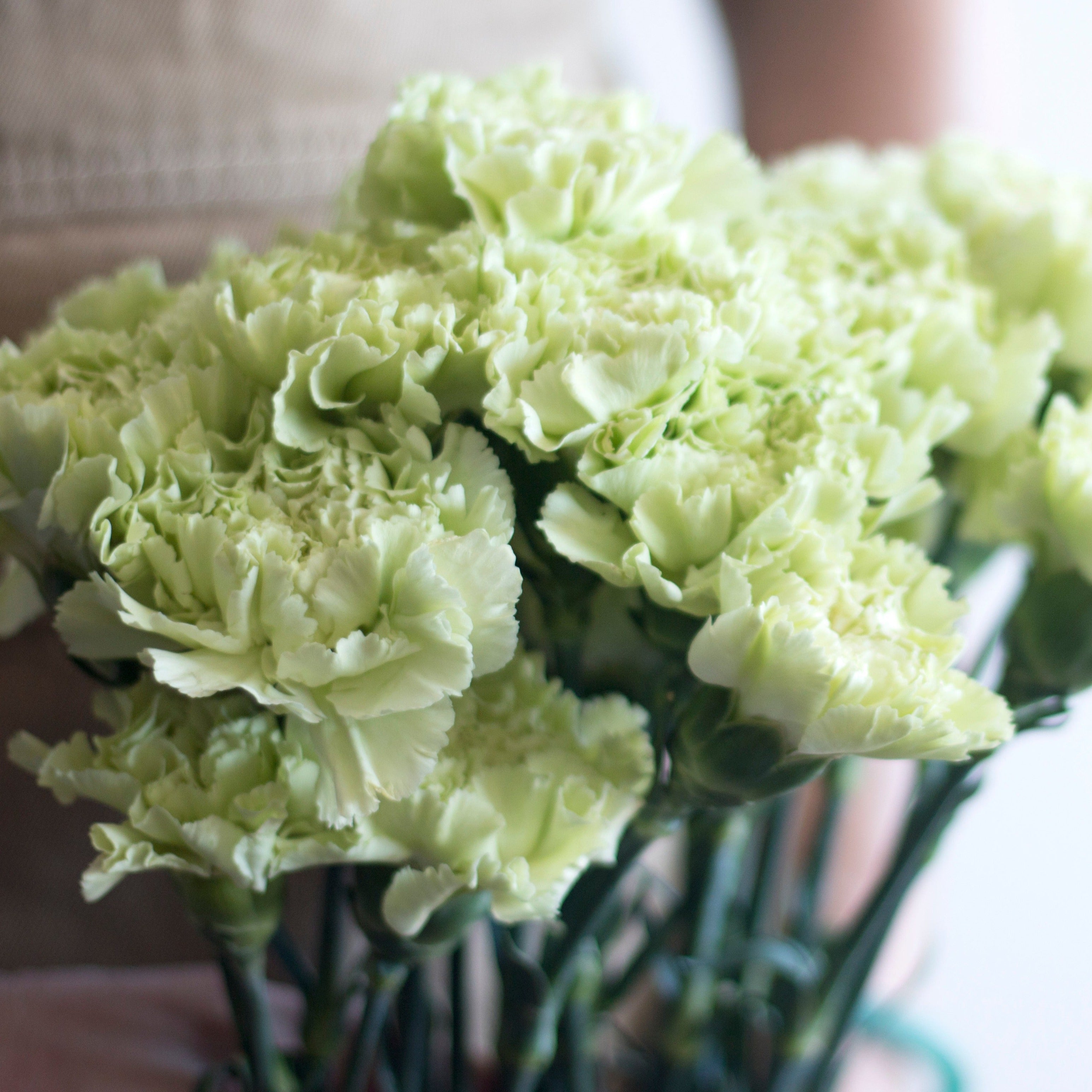 green carnation flower