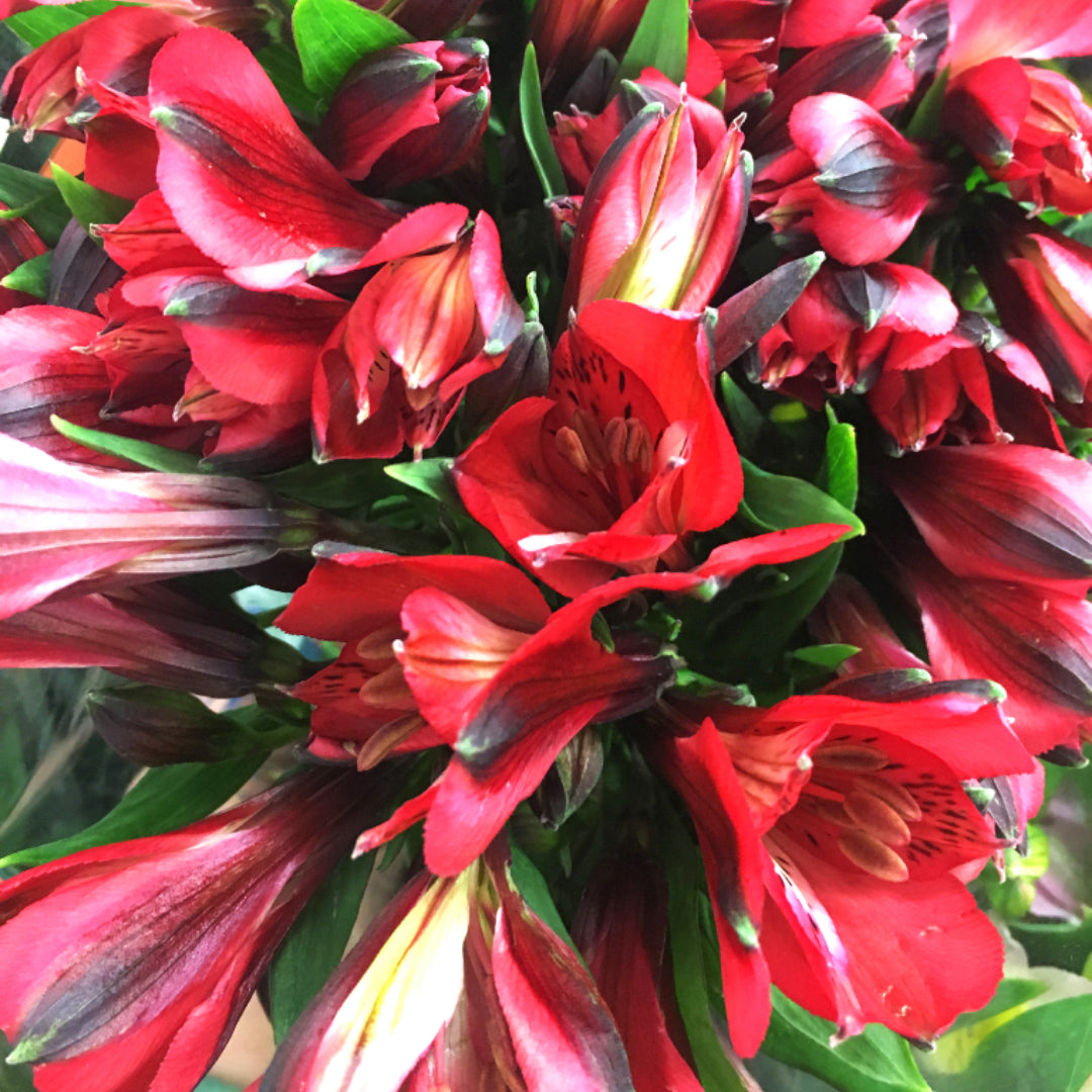 Red Alstroemeria Flowers