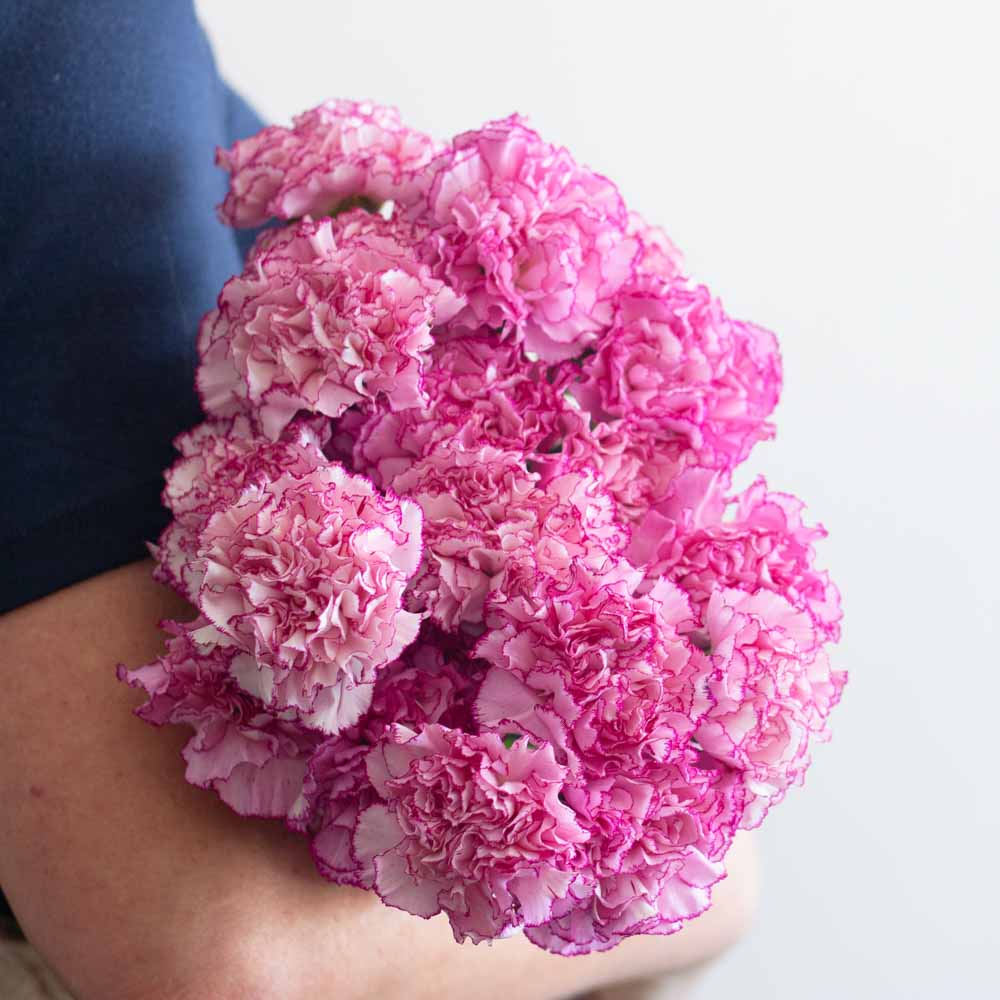 Komachi Fancy Pink Carnations