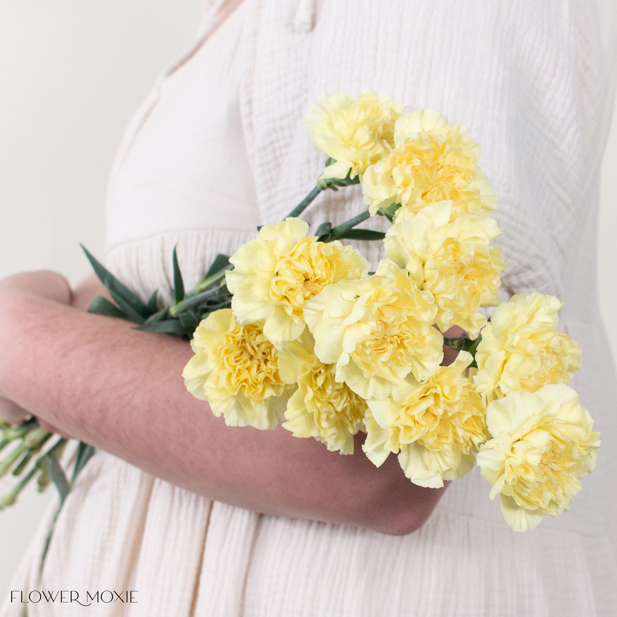 Yellow Carnation Flower