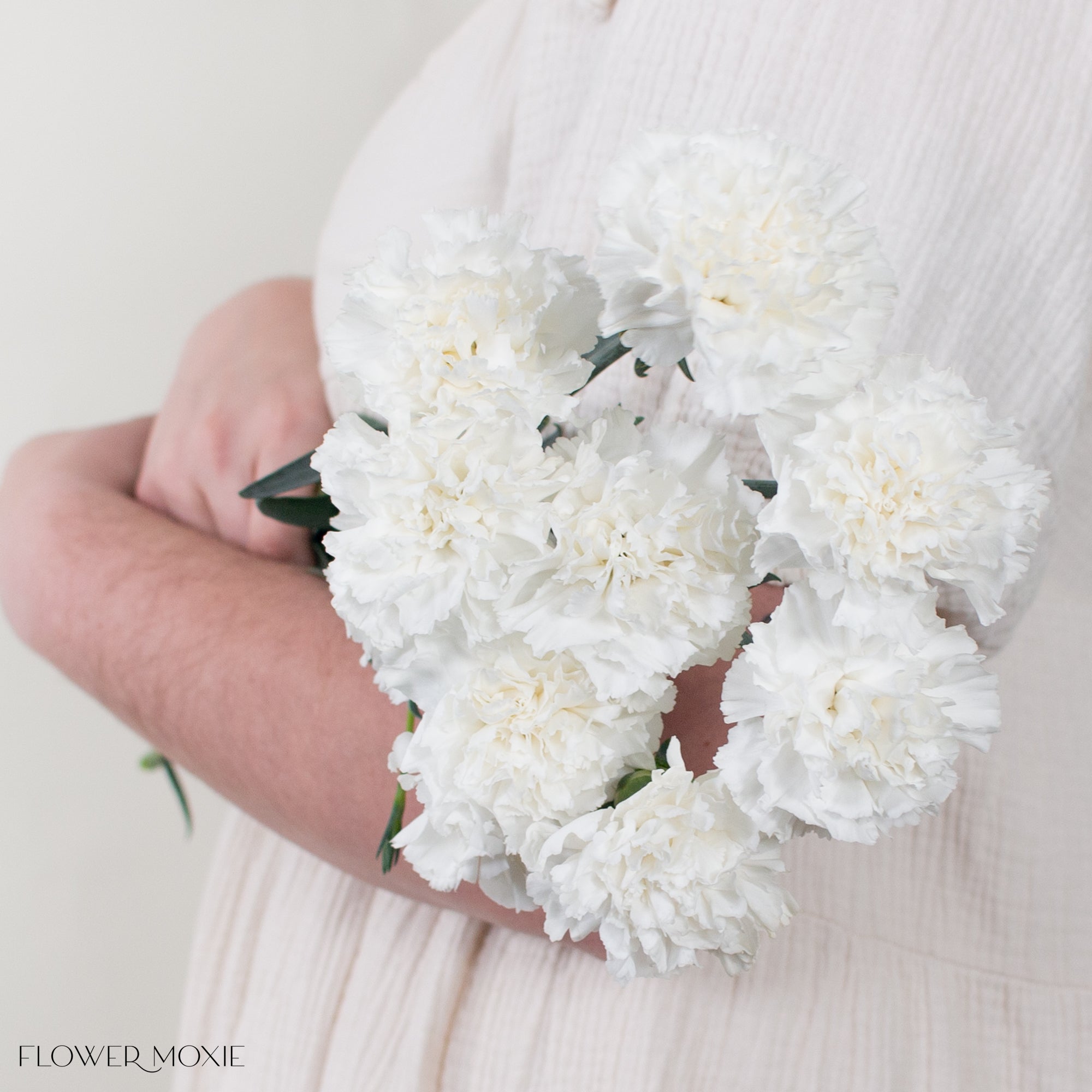 White Japanese Carnation Flower