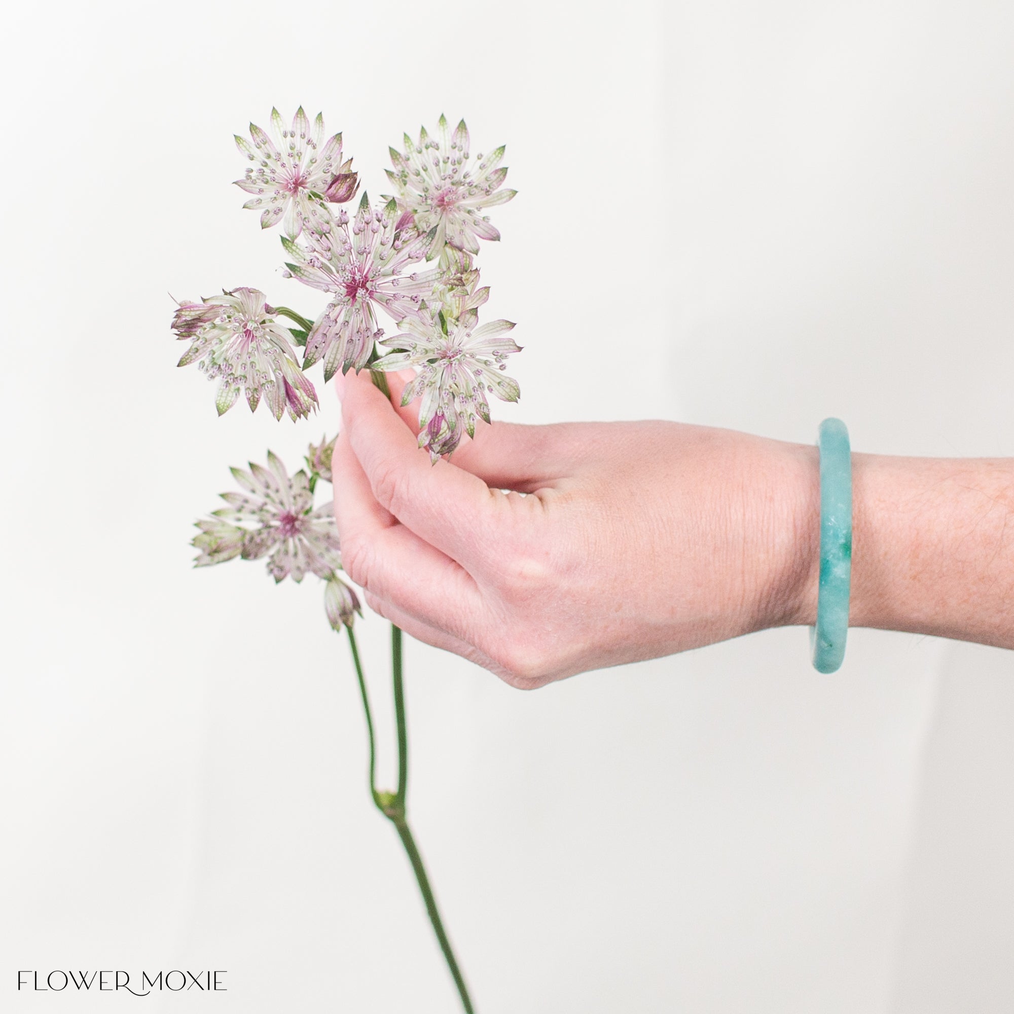 Light Pink Astrantia Flower