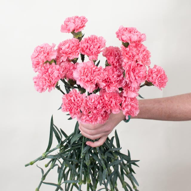 Medium Pink Carnation Flower