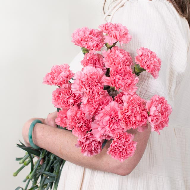 Medium Pink Carnation Flower