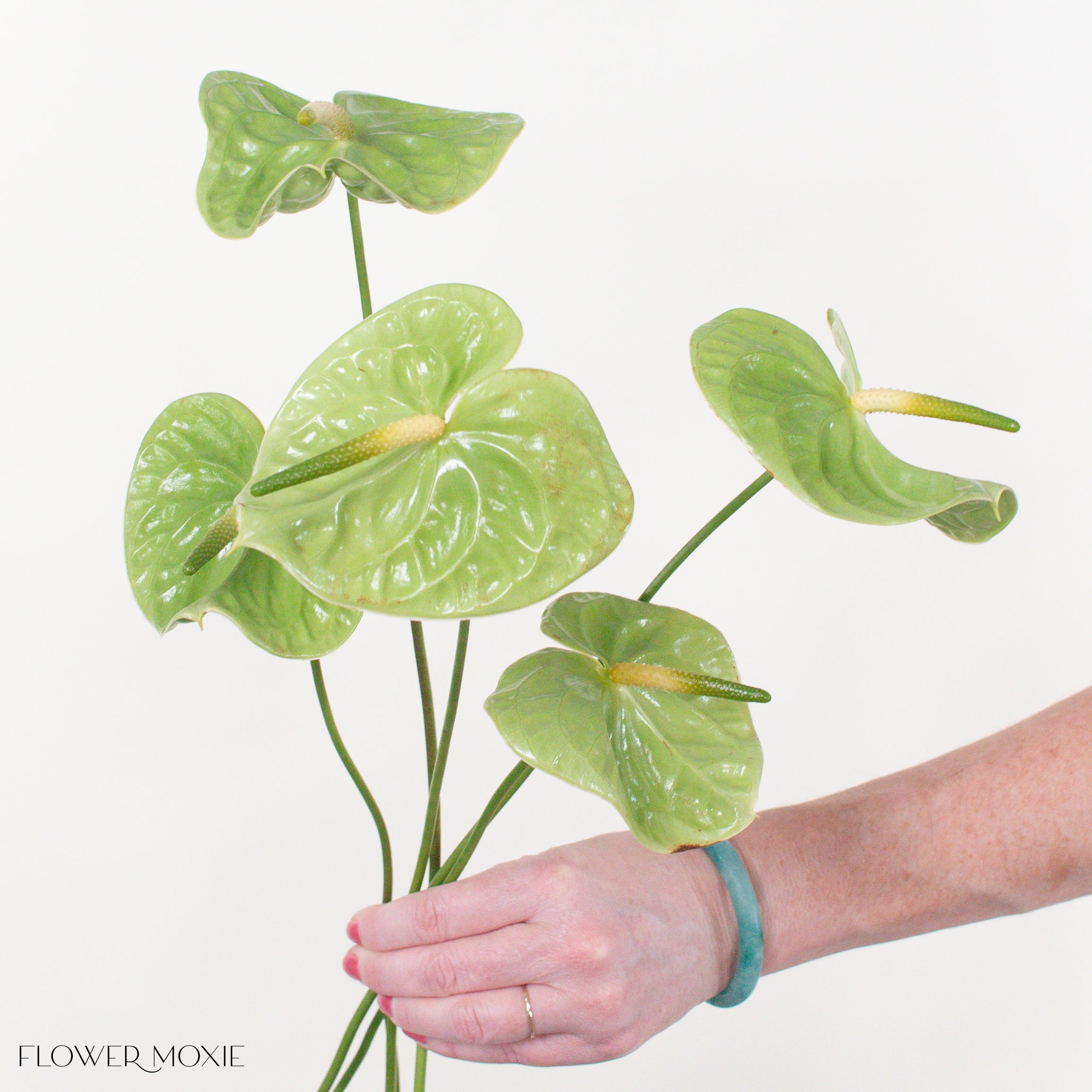Midori Anthurium