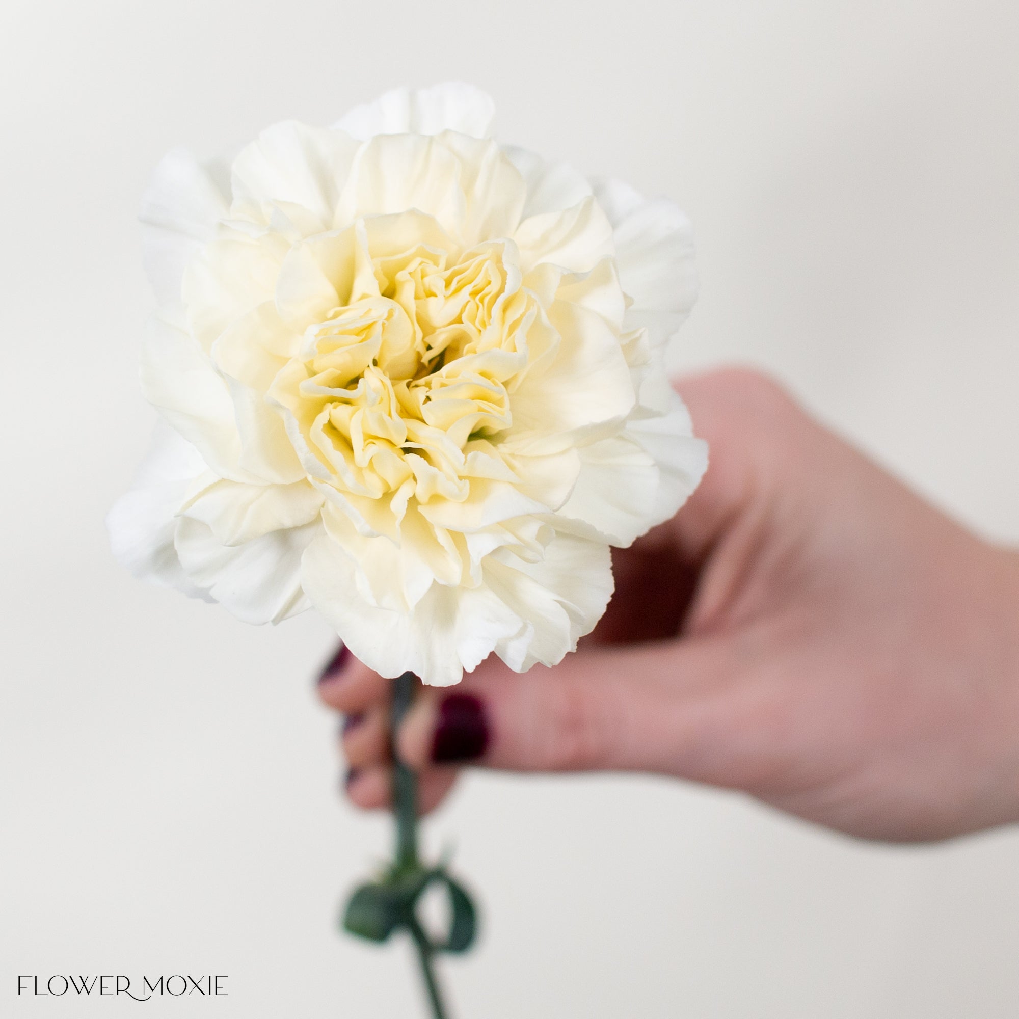 Cream Carnation Flower