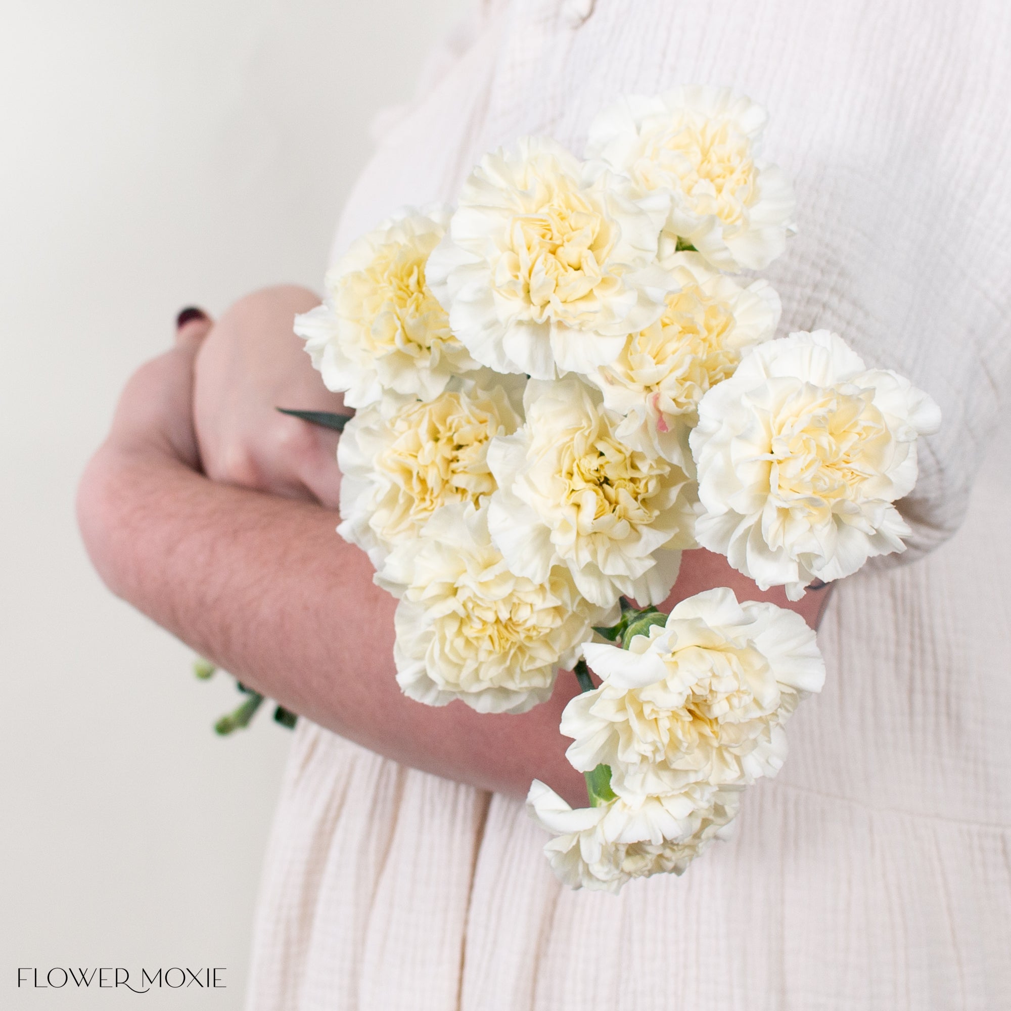 Cream Carnation Flower