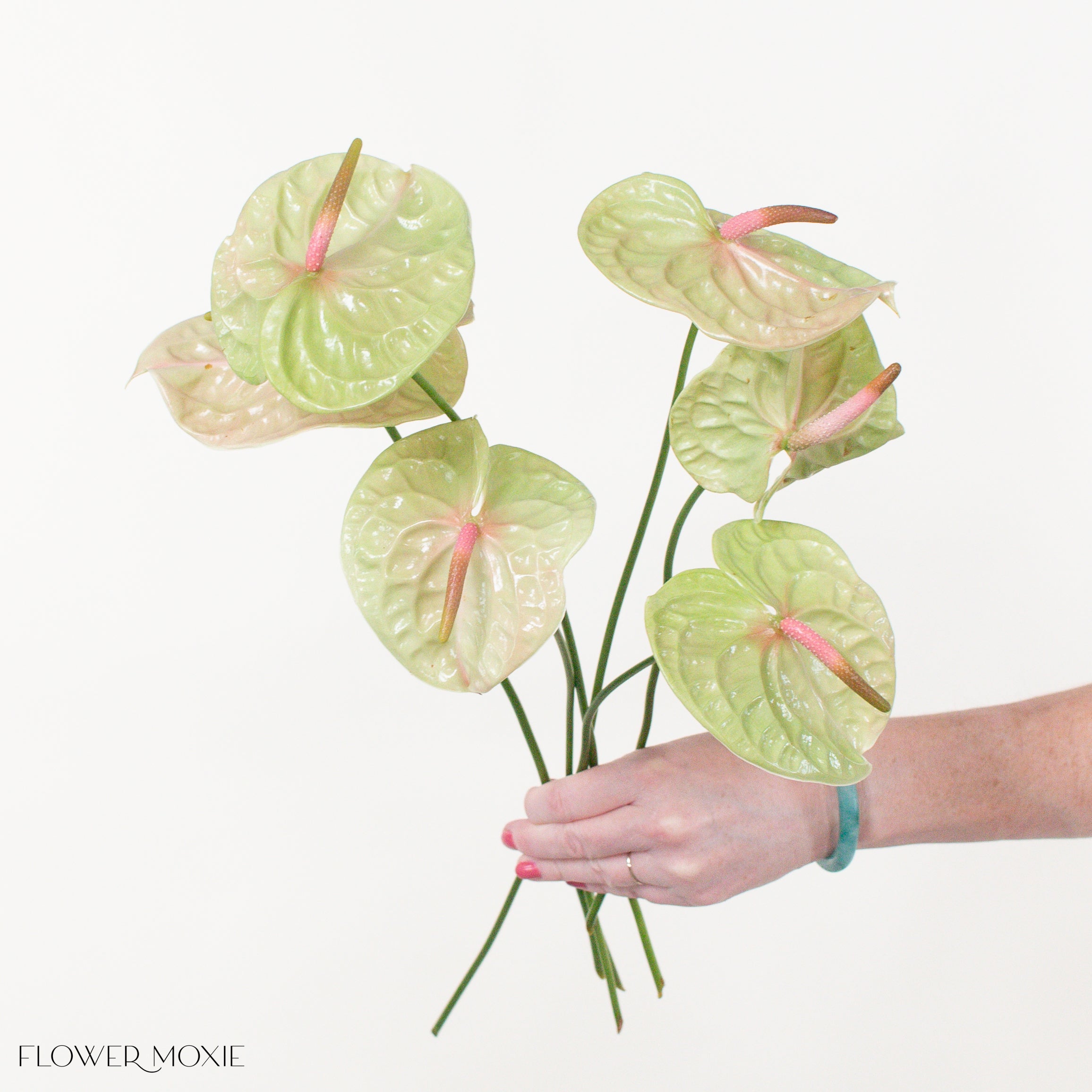 Pistache Anthurium