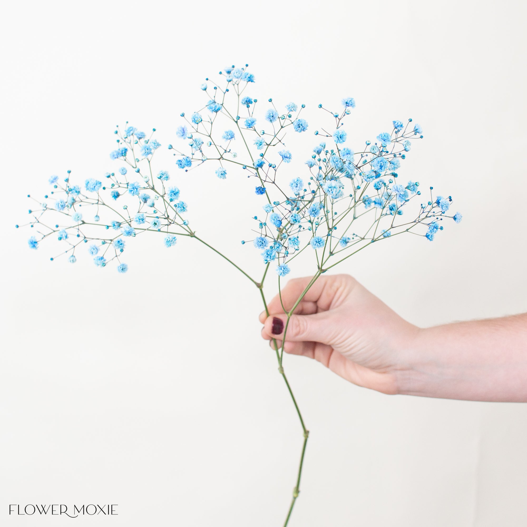 Tinted Blue Baby's Breath Flower