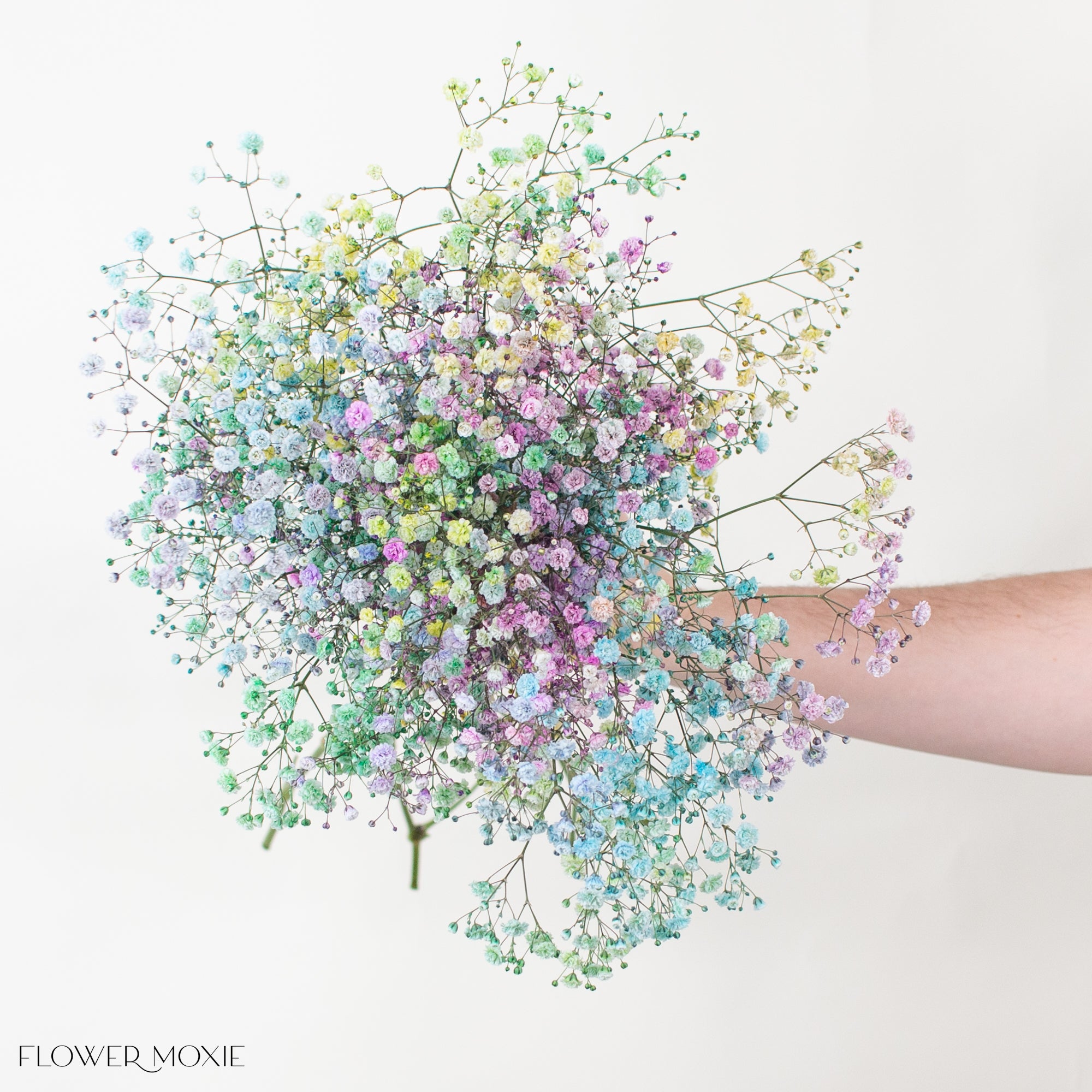 Rainbow Baby's Breath Flower