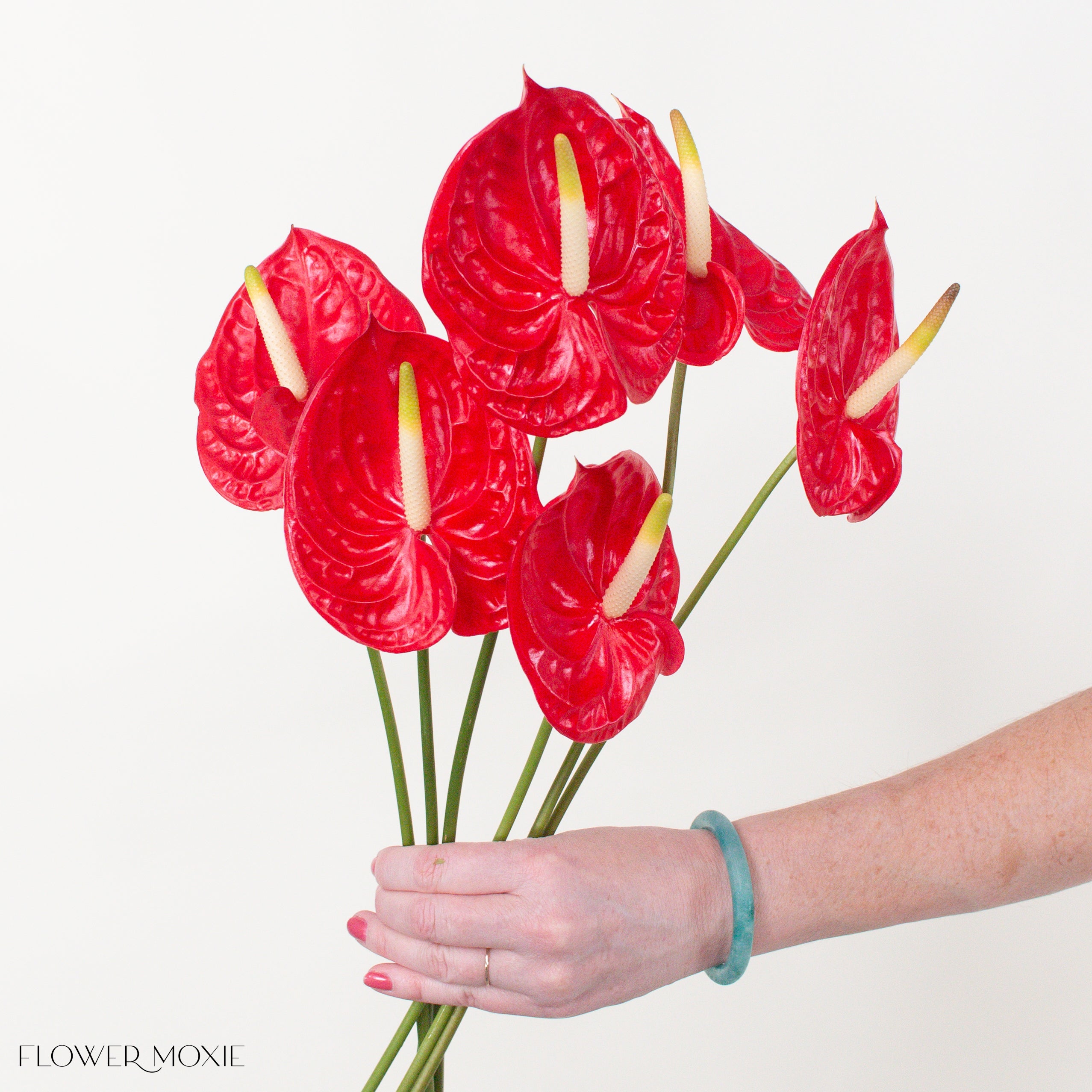 Tropicana Red Anthurium