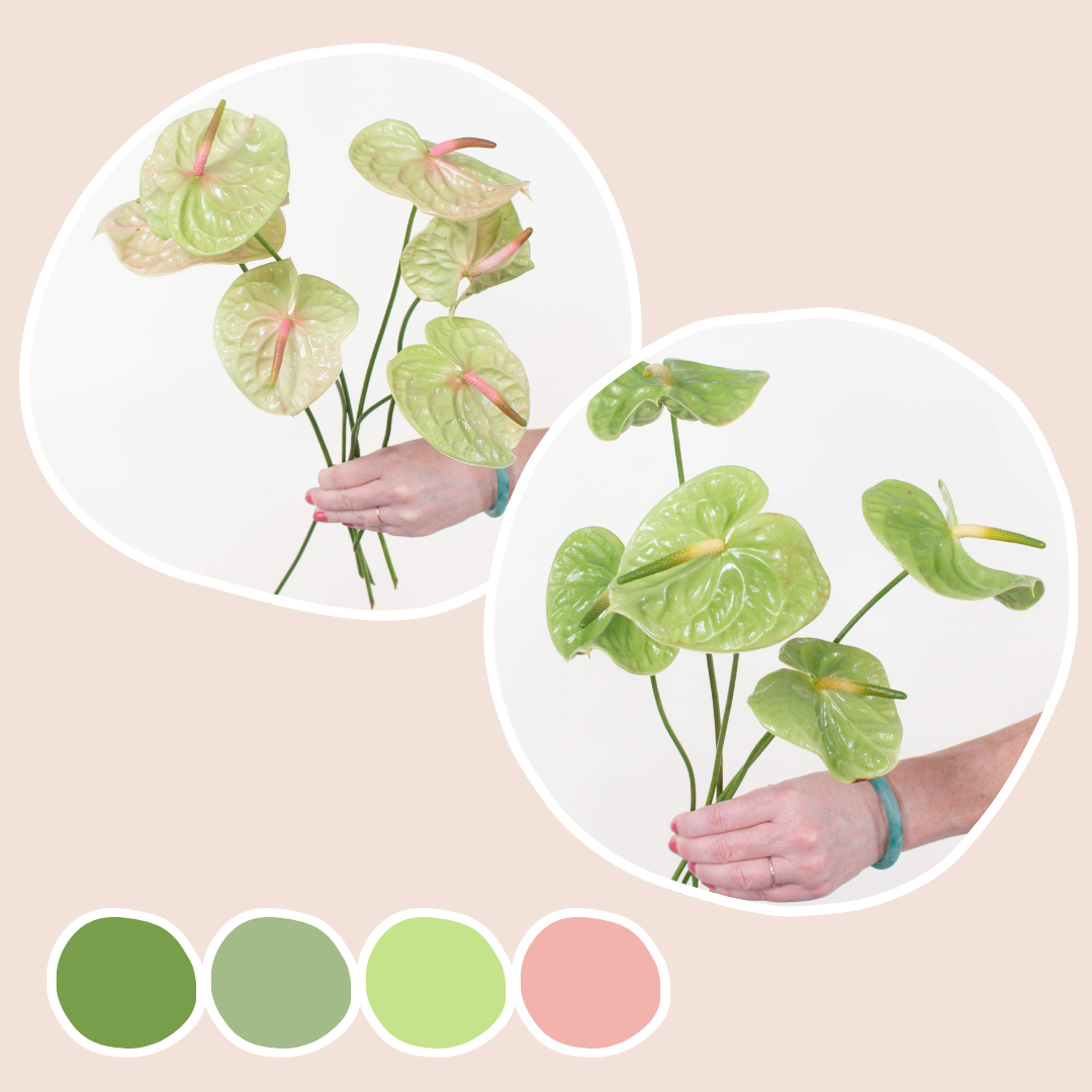 Pistache and Midori Anthurium Mixed Box