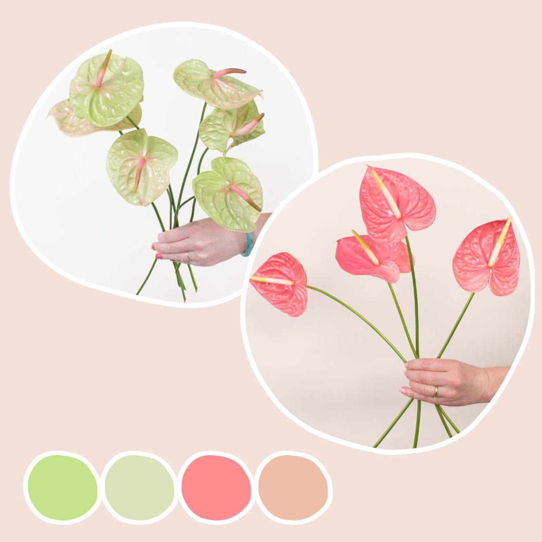 Pistache and Pink Mix Anthurium Mixed Box