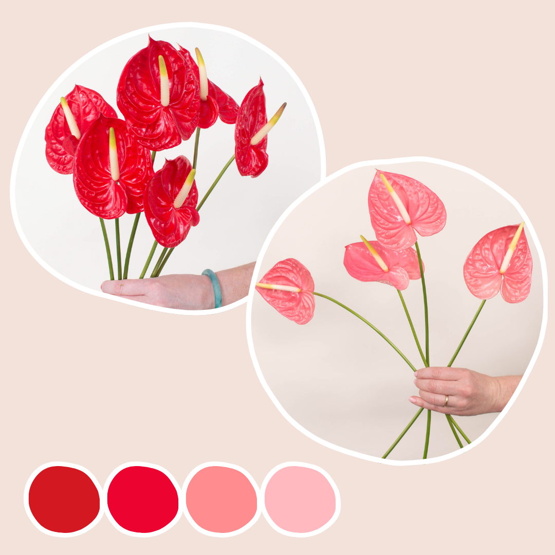 Tropicana and Pink Mix Anthurium Mixed Box