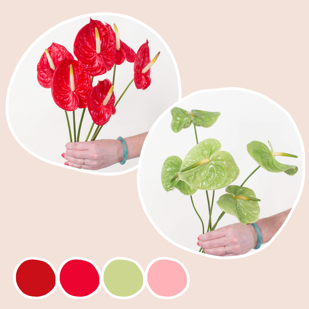 Tropicana and Midori Anthurium Mixed Box