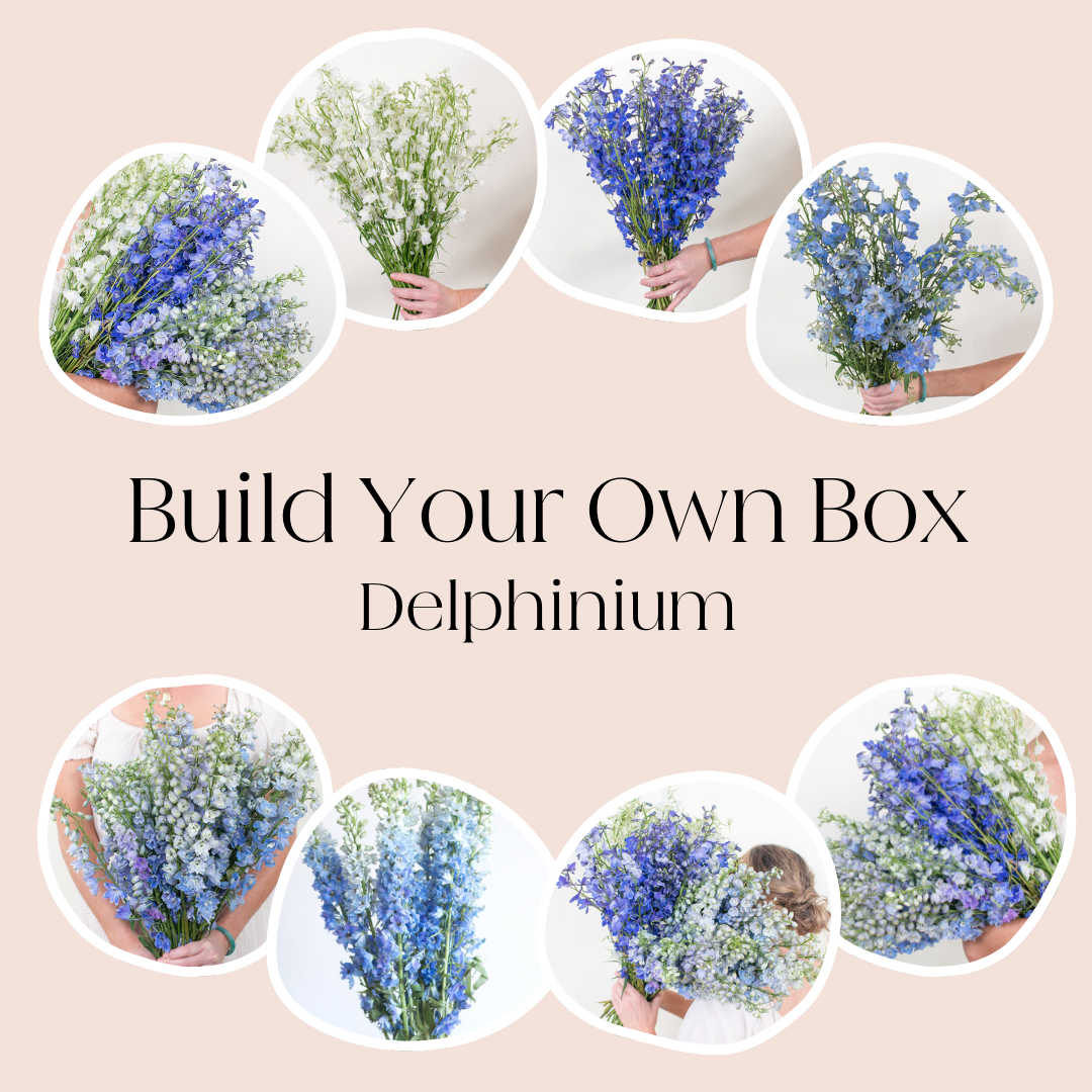 build your own box delphinium