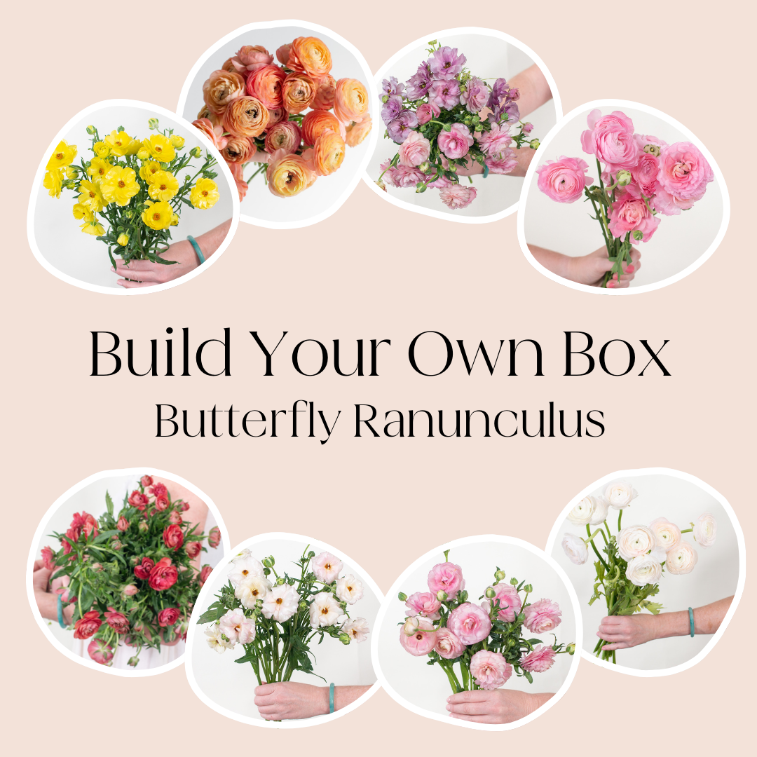 build your own box butterfly ranunculus